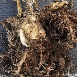 La contamination à la bactérie Ralstonia pseudosolanacearum entraîne le flétrissement des feuilles et la pourriture du rhizome du gingembre.